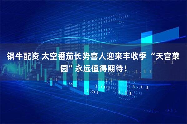 锅牛配资 太空番茄长势喜人迎来丰收季 “天宫菜园”永远值得期待！